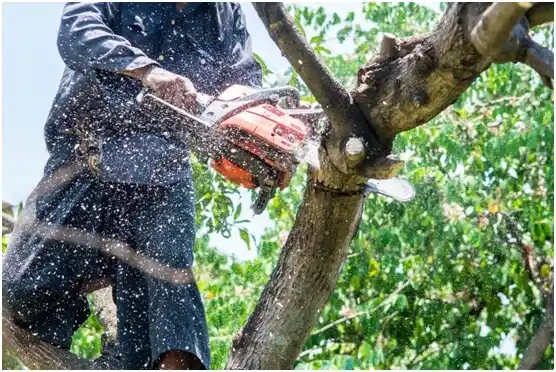 tree services Shullsburg